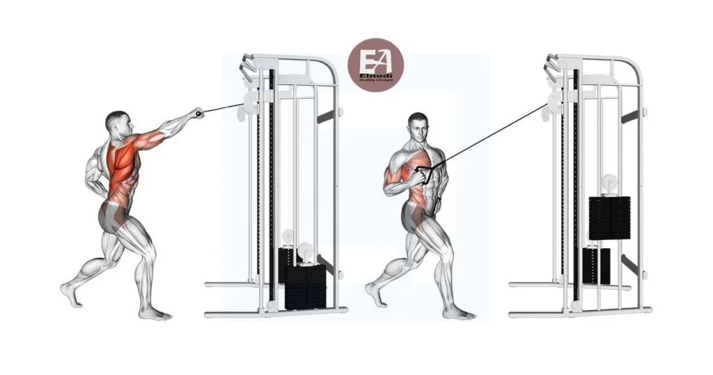 Muscle Worked by Single-arm cable row