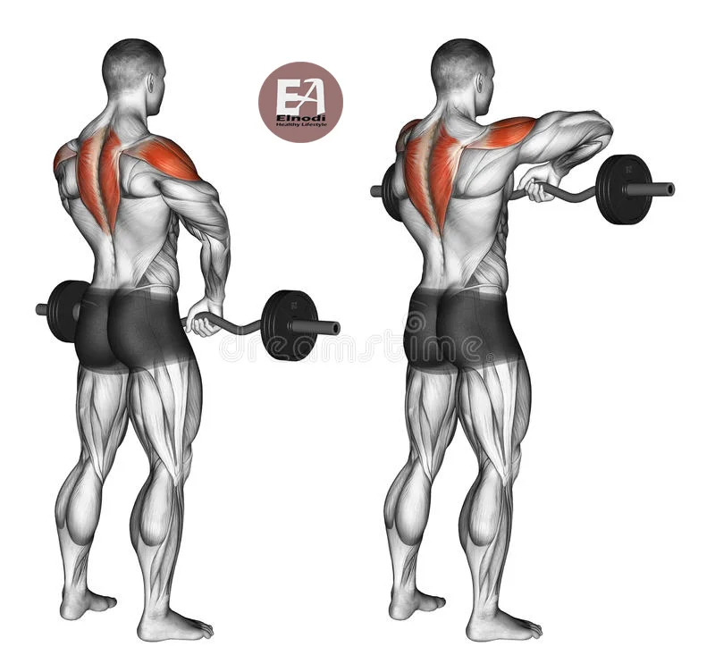 How to do Barbell Upright Row