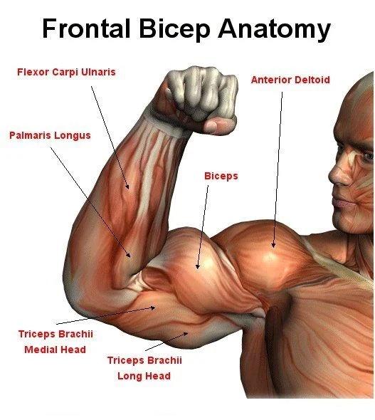 The Anatomy of the Biceps Muscle
