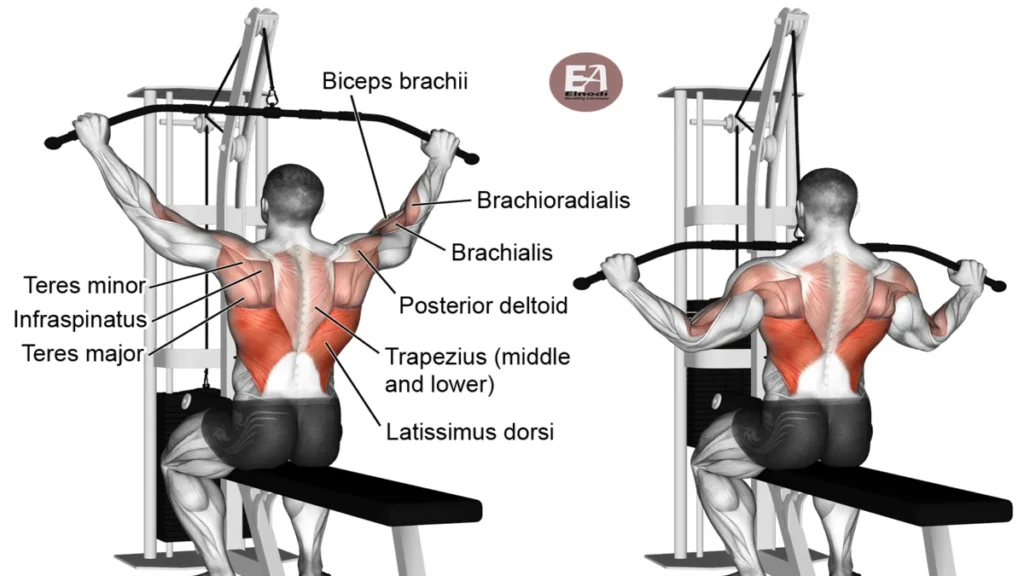 Muscles Worked By The Wide-Grip Lat Pulldown
