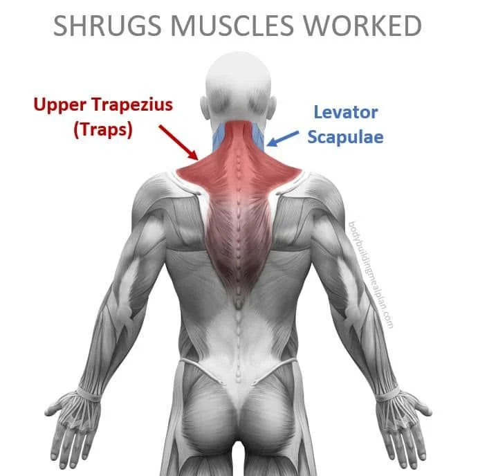 Muscles worked by Smith Machine Shrug