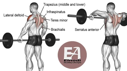 Muscles Worked by barbell Upright Row