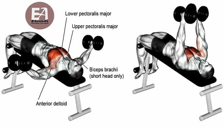 muscles chest dumbbell fly 