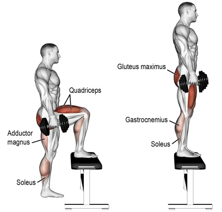 dumbbell step-up muscles worked
