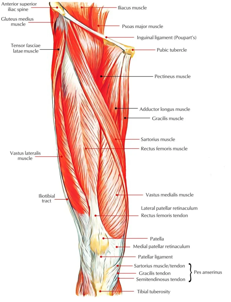 Leg Muscle Anatomy