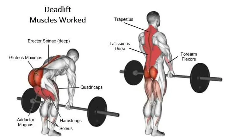 muscles worked by deadlift exercise