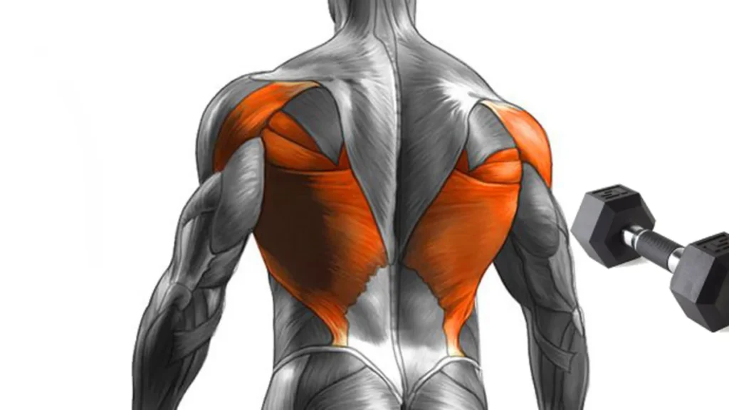 lats workout with dumbbells