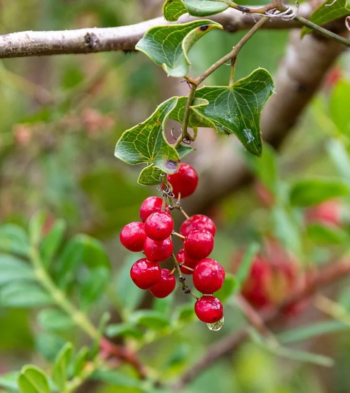 Sarsaparilla